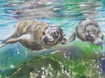 Galapagos Seals 2013 by Susan Piesse